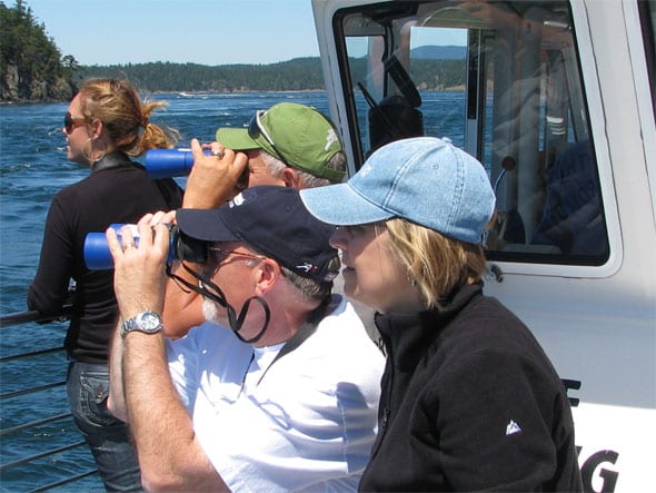 whale watching in the san juans