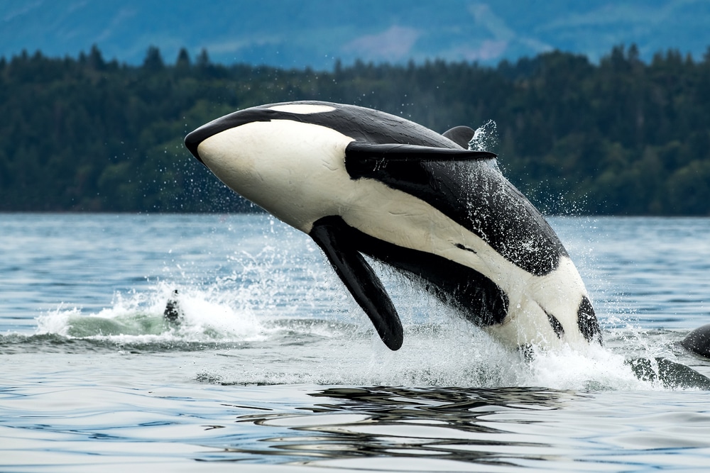 Orcas in San Juan Islands jumping out of the water