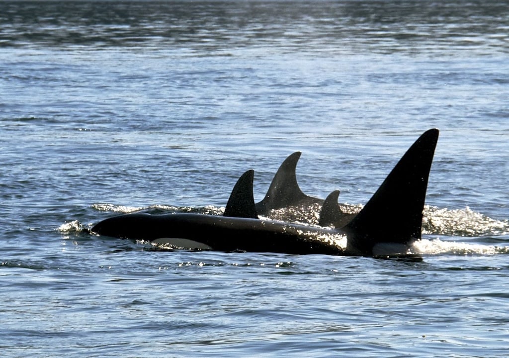 While the main museum is located in downtown Friday Harbor on First Street, across from the Courthouse, The Whale Museum also maintains a research station at Lime Kiln State Park complete with a Listening Station for both study and conservation of our friendly underwater giants. The museum was opened in 1979 as the first museum in the country devoted to a species living in the wild! During your stay at the Tucker House Inn, visit The Whale Museum in Friday Harbor to learn more about whales, practice stewardship, hear about current studies, and of course participate in some whale watching.