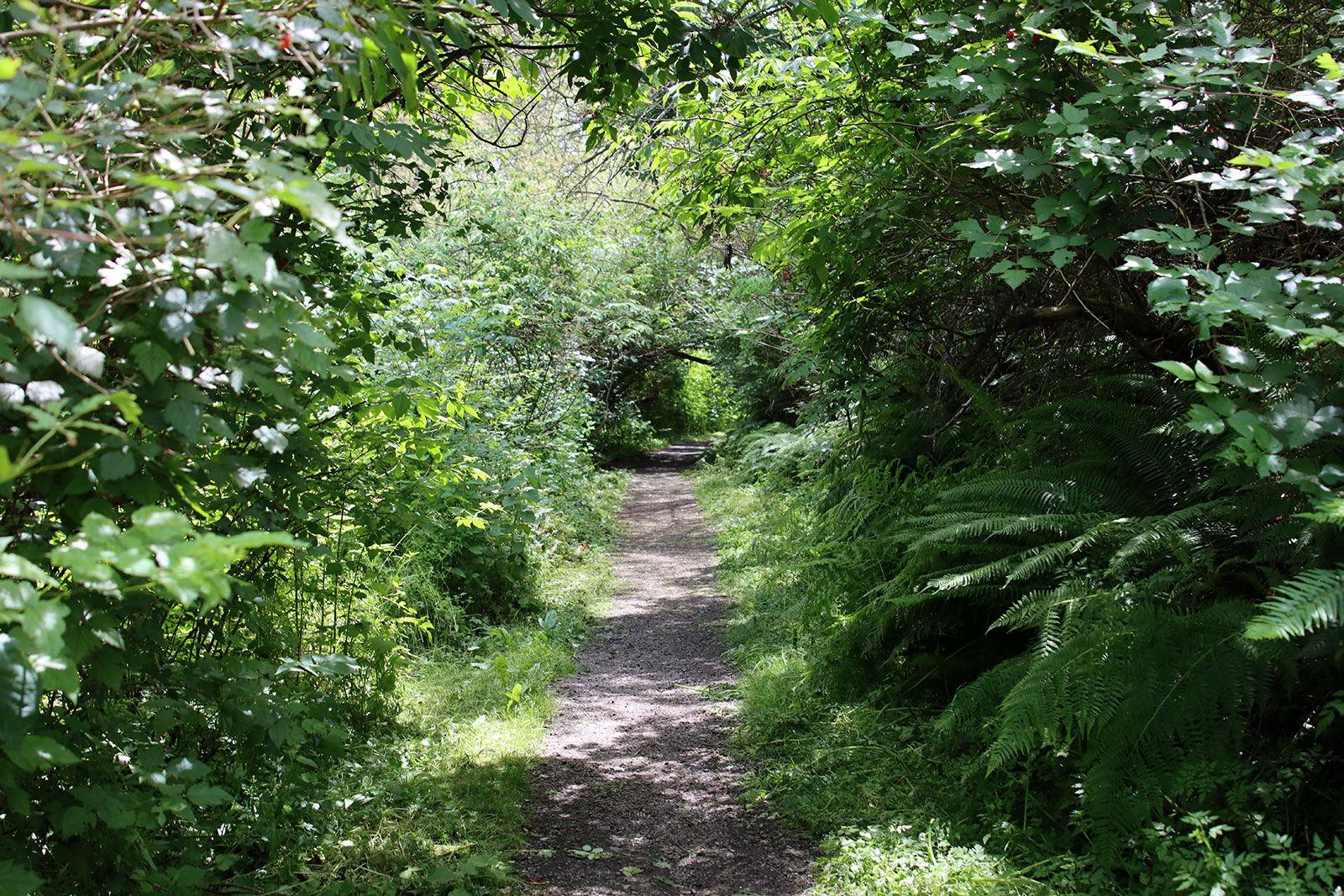 Path through a forested area