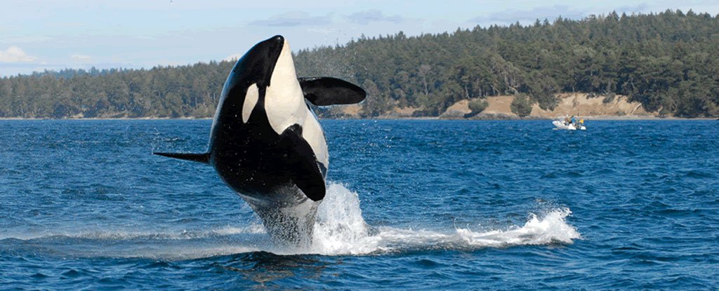 orca breeching the water