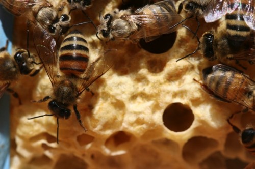bees on a piece of honeycomb