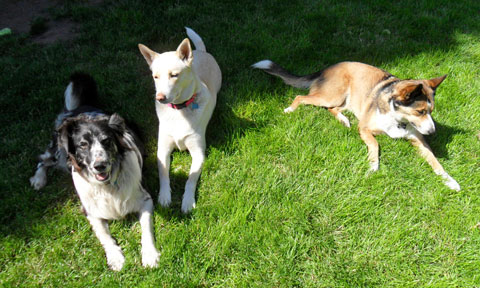 three dogs laying in the grass