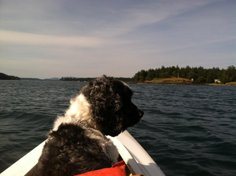dog riding in a kayak