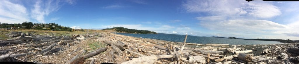 panorama of driftwood on a beach