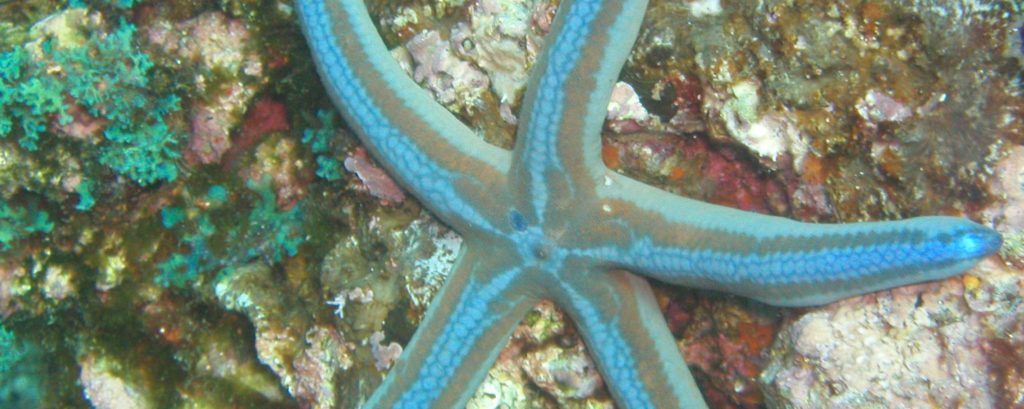 starfish in the water