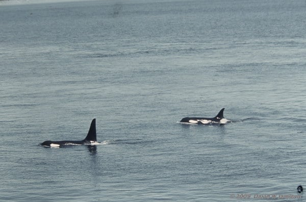 orca whales breeching the water