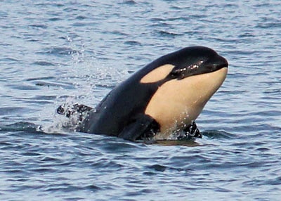 orca with it's head out of the water