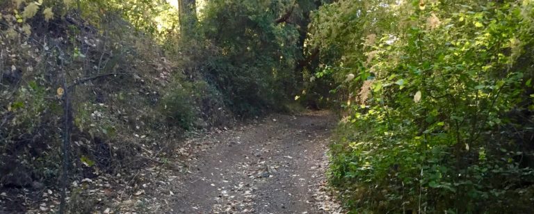 dirt path through a forest