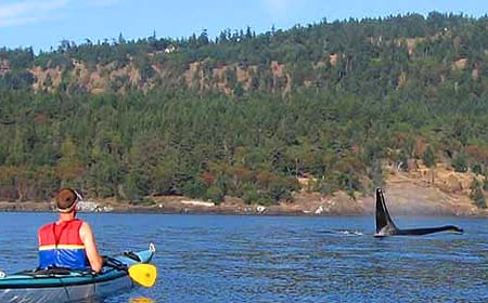 kayaker pausing in the water while whale passes