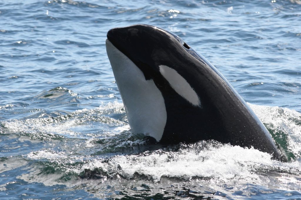 orca with its head out of the water