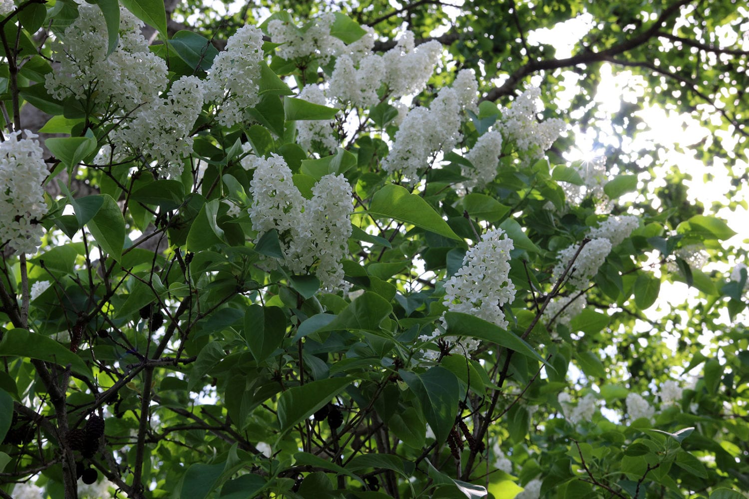 white lilacs