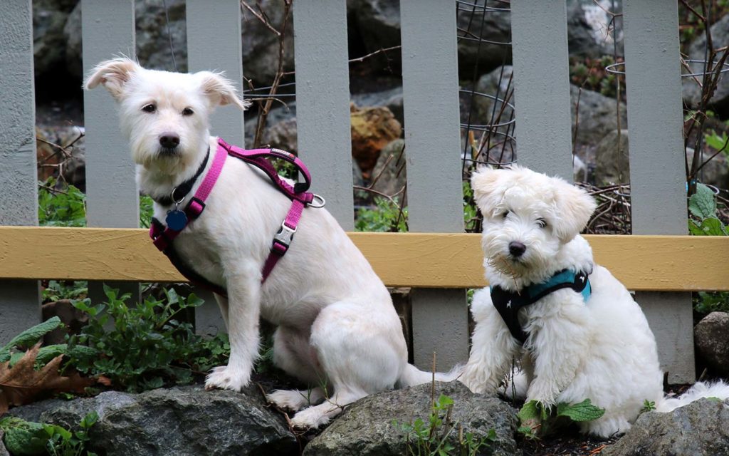 1 BEST San Juan Island Lodging That Is PetFriendly!