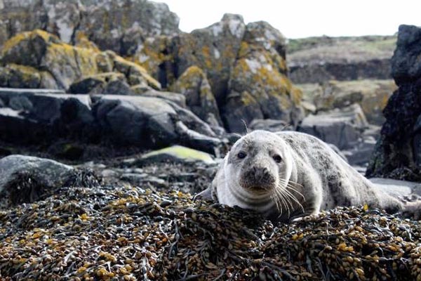 grey and white seal in the sun on a rocky beach looking into the camera