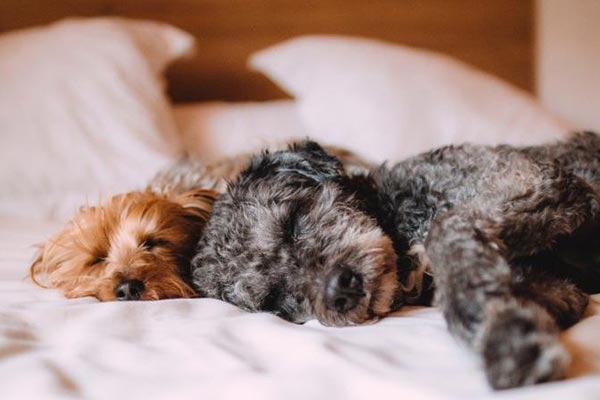 two small dogs snoozing on a bed
