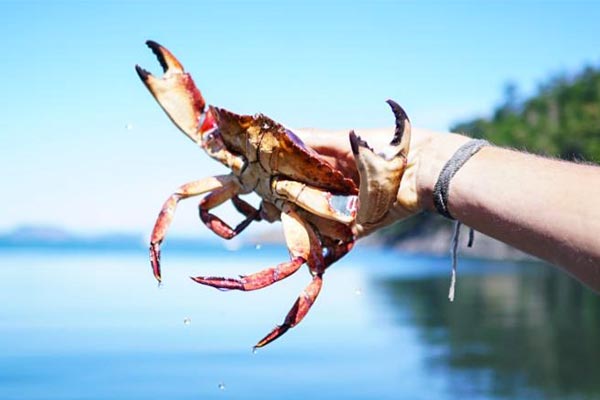 Hand holding a large crab over the water