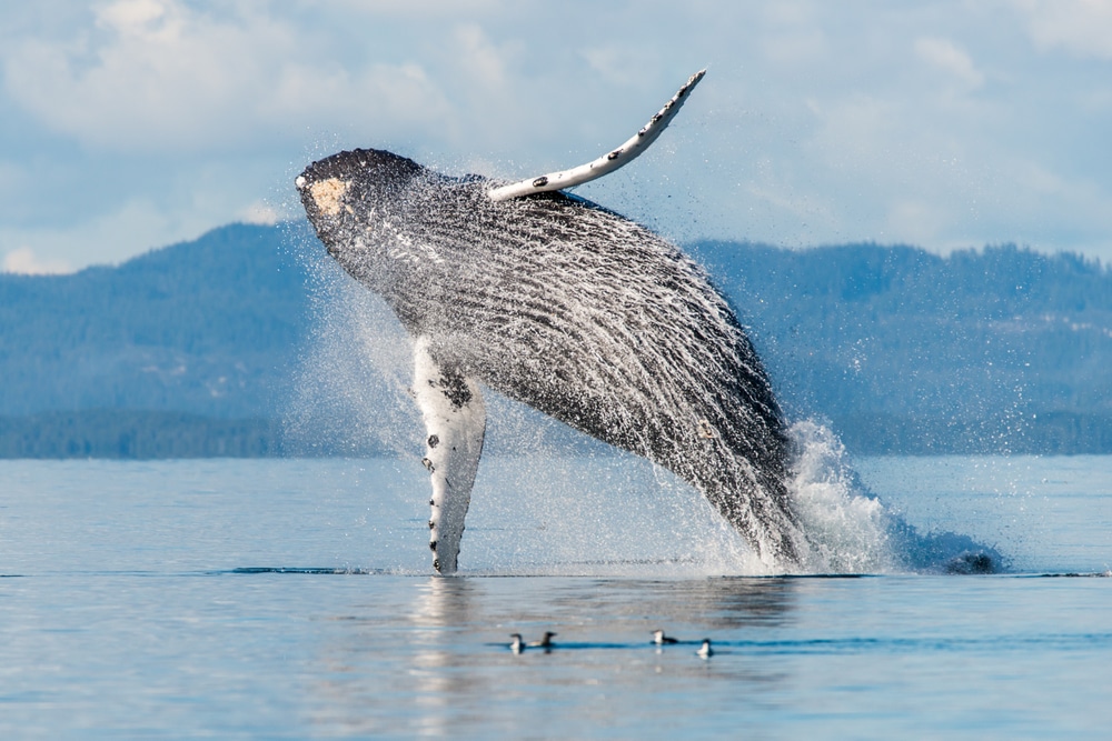 See humback whales from these whale watching tours in the San Juan Islands