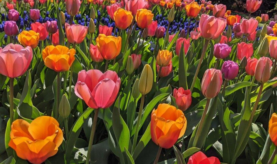 garden of multicolored tulips