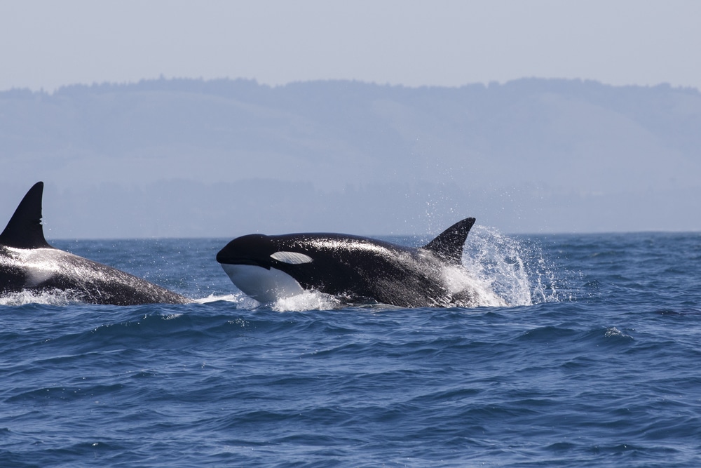 Whale watching is one of the most popular things to do in the San Juan Islands each summer