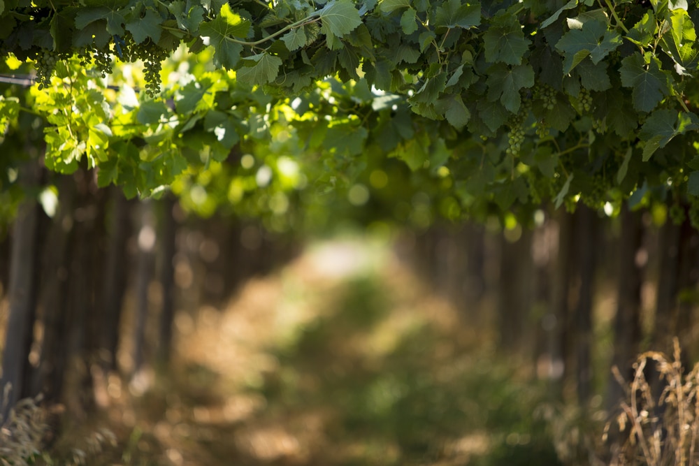 Beautiful vineyards are waiting at Washington wineries in the San Juan Islands