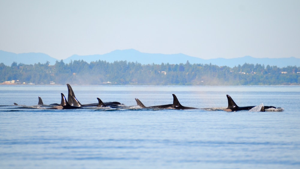 come see a pod of orcas like this and enjoy the best whale watching in the San Juan Islands