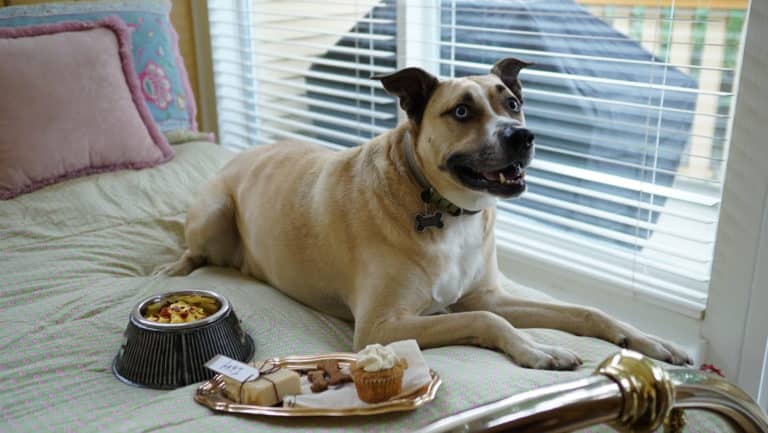 Friday Harbor Bed and Breakfast for pet friendly lodging in the San Juan Islands