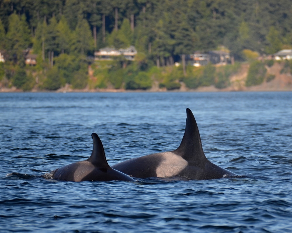 Whale Watching in the San Juan Islands, photo of two whales traversing the Salish Sea