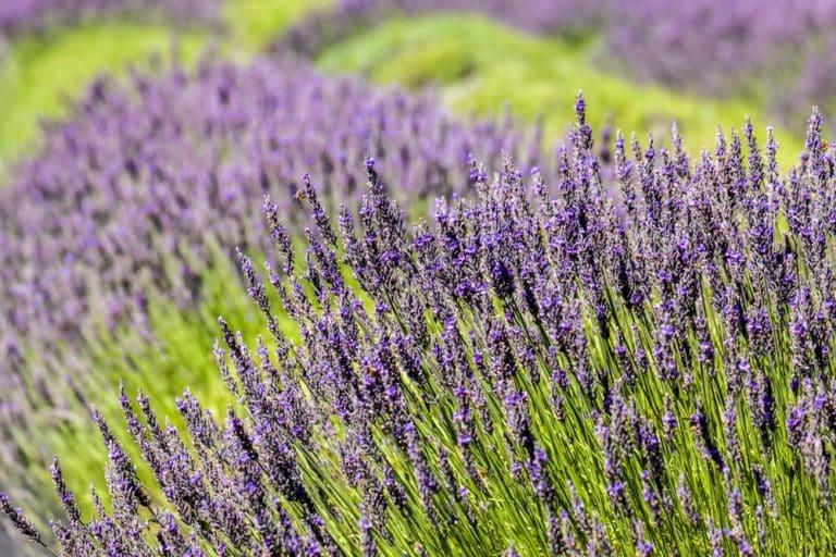 Photo of the Pelindaba Lavender Farm near our Friday Harbor Bed and Breakfast, the best San Juan Island lodging property