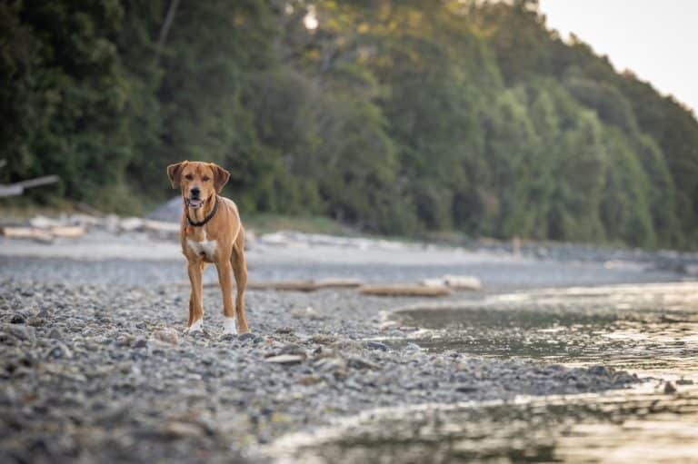 San Juan Island Beaches that are dog friendly near our Friday Harbor Bed and Breakfast