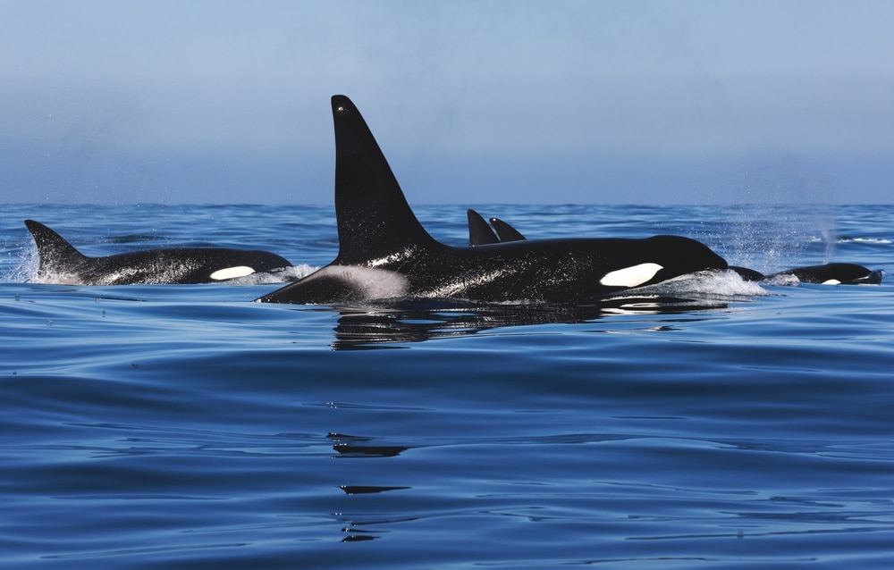 The best time to see orcas in the San Juans is mid-May to mid-September.