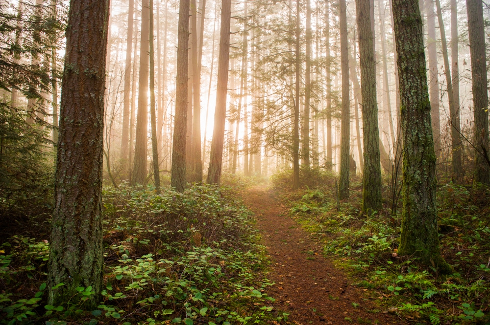 San Juan Island Hikes near our Friday Harbor lodging property