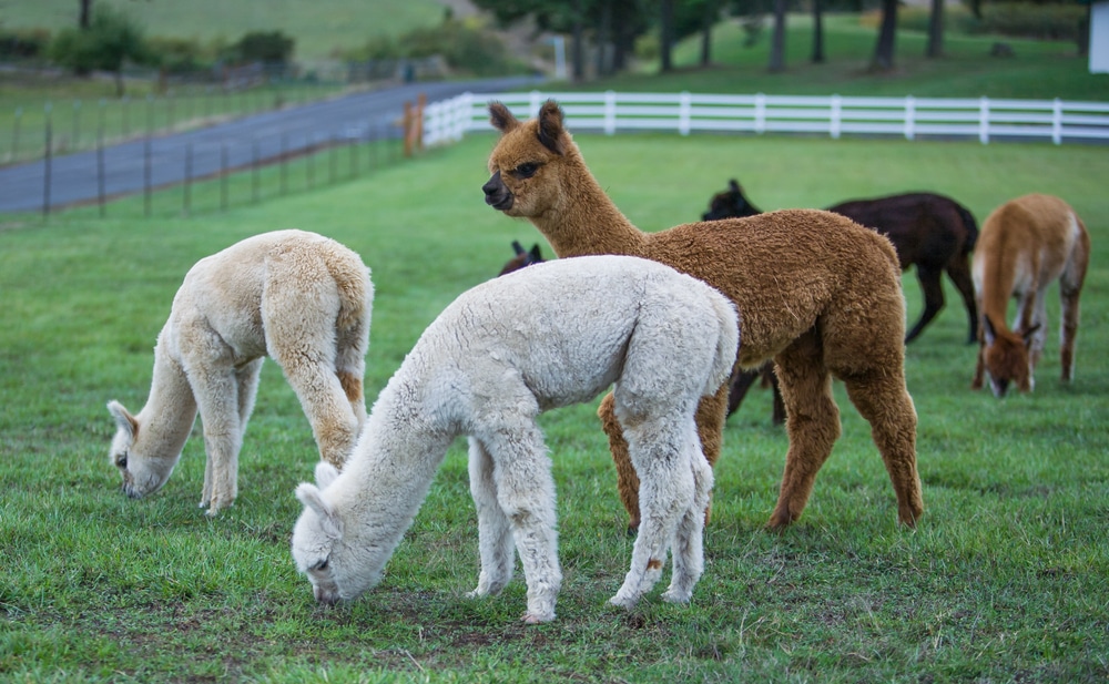 San Juan Island Farm Tours / Things to do on San Juan Island for Food Lovers