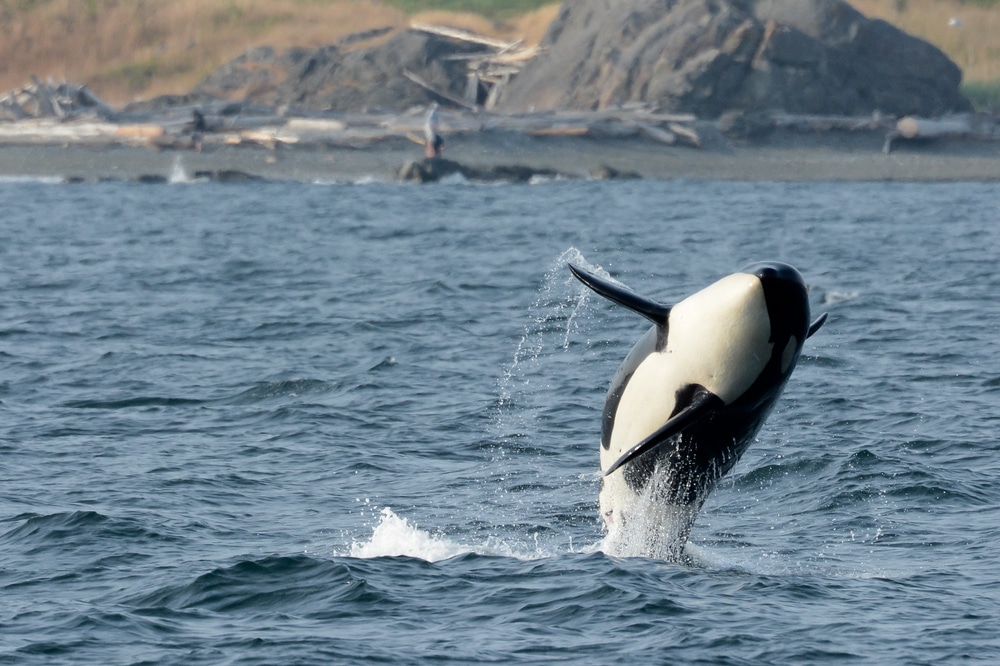 Young whale breaching near the shore - the best time to see orcas in the San Juan Islands