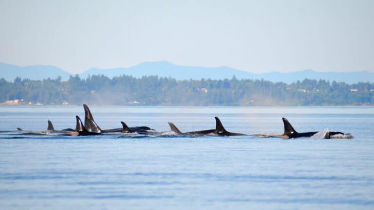 The best time to see orcas in the San Juan Islands is May through September