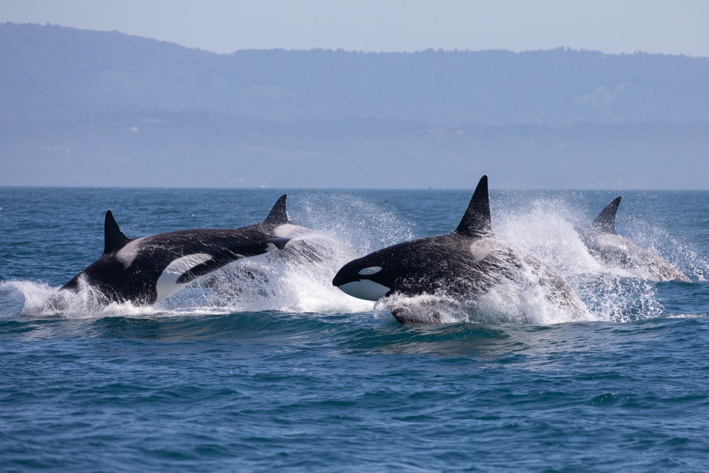 Orcas seen during Whale Watching Tours in the San Juan Islands - one of the best things to do in San Juan Islands